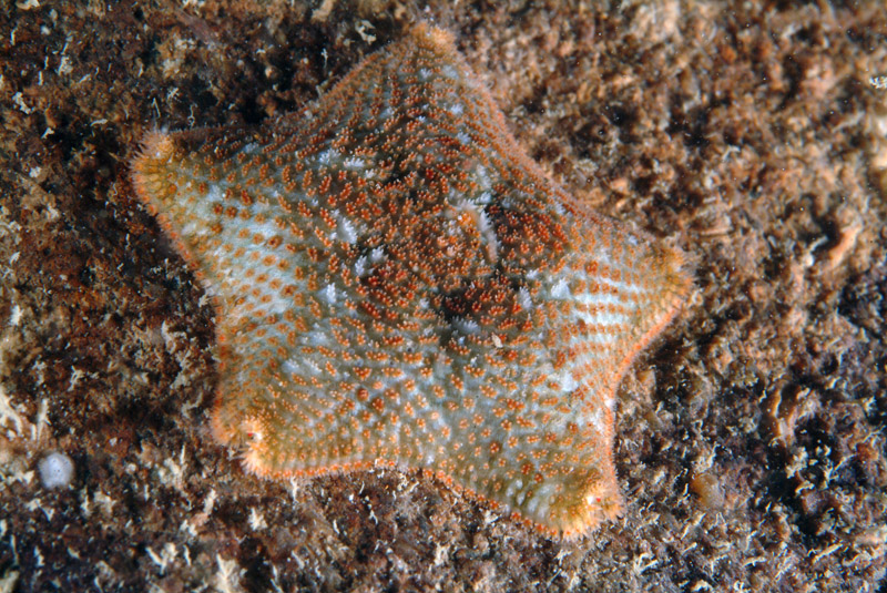 Asterina gibbosa e Asterina panceri